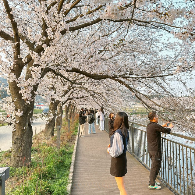 충남 벚꽃 명소 추천 당진 골정저수지🌸