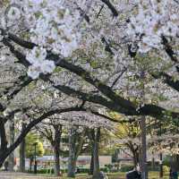 【2024春天好去處】花海公園，賞花回憶