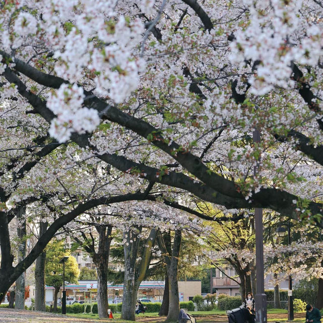 【2024春天好去處】花海公園，賞花回憶