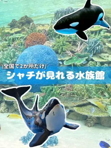 無論下雨或炎熱，都可以在水族館享受涼爽的一天。