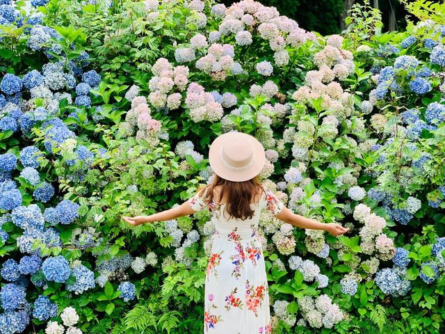 Ajisai @ Hydrangea in Niigata 