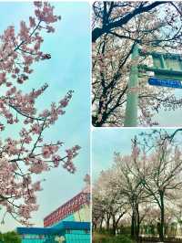【首爾】韓國廣播系統大樓外的櫻花大道：如有天櫻花正開，沉浸在浪漫的春日氛圍之中