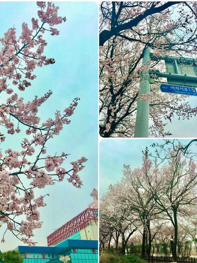 【首爾】韓國廣播系統大樓外的櫻花大道：如有天櫻花正開，沉浸在浪漫的春日氛圍之中