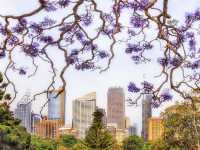 Jacaranda Tree