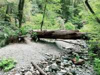 🌳 Nature Walk at Stout Grove