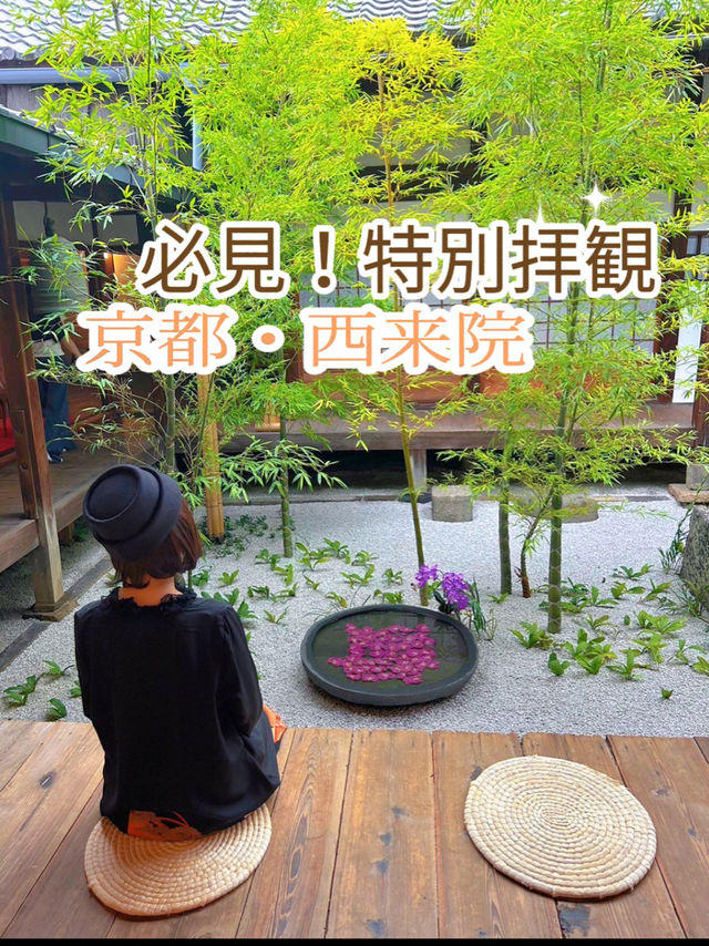 超貴重な特別拝観☺️建仁寺塔頭のお寺・西来院💙☕️期間限定のブルーボトルコーヒーとのコラボも☕️💙