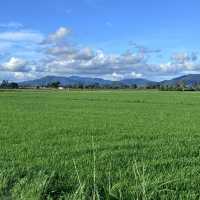 Paddy Field!!