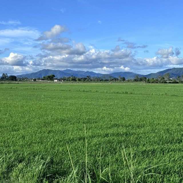Paddy Field!!