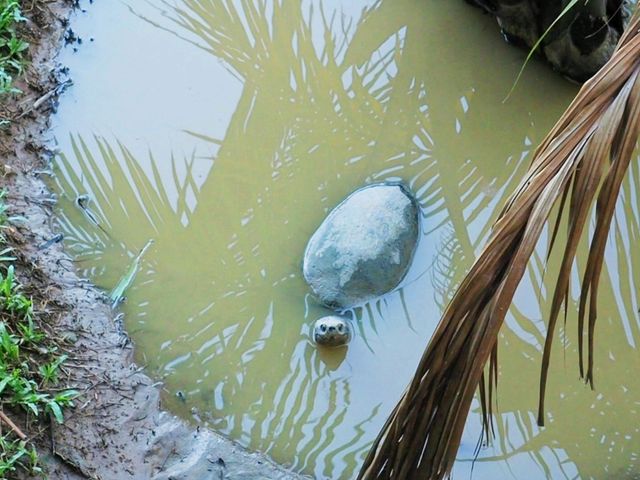 บึงฉวาก สุพรรณบุรี