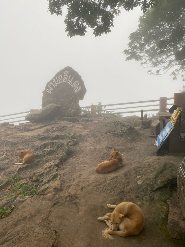 อุทยานแห่งชาติเขาพระวิหาร | ศรีสะเกษ ⛰️🌧️🌳🪨