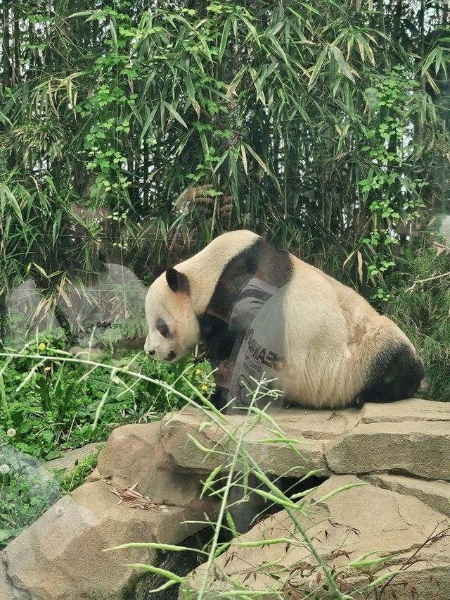 판다러버들 무조건 고! 에버랜드 판다월드🐼