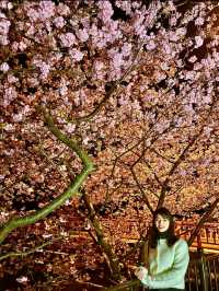 〜静岡県〜色あざかやな河津桜ライトアップ