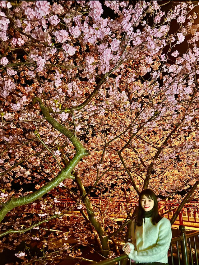 〜静岡県〜色あざかやな河津桜ライトアップ