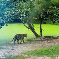 「九州自然動物園」：近距離觀賞動物自在生存，非洲草原體驗
