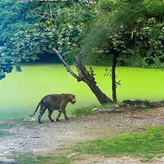 「九州自然動物園」：近距離觀賞動物自在生存，非洲草原體驗