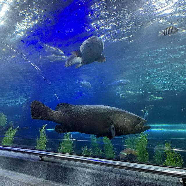 Aquarium Vinpreal Nha Trang