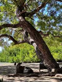Get in touch with nature at Baluran National Park