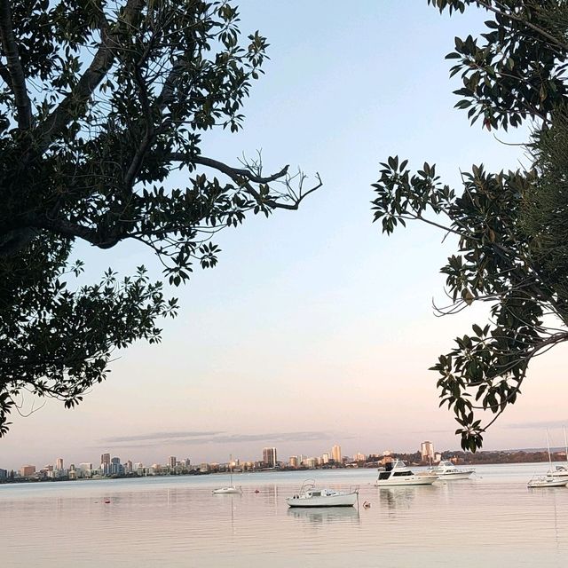 A Tranquil Escape to Matilda Bay: Meeting Perth’s Majestic Black Swans