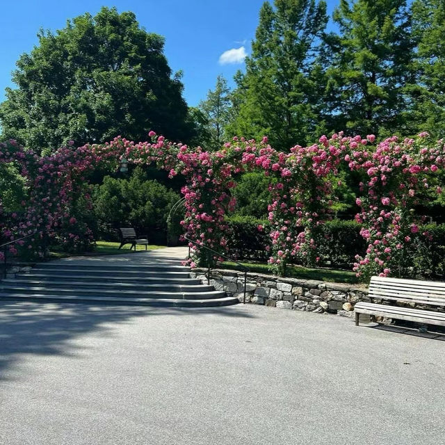 里士滿公園🌳美麗春夏英倫風情