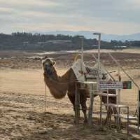 Splendid sand dunes with Camels in Tottori, Japan 🇯🇵 
