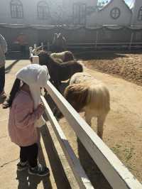 Must-Try Activities: A day at Puppy Farm