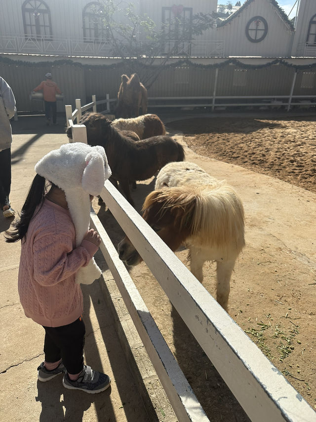Must-Try Activities: A day at Puppy Farm