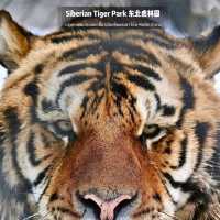 📍 Siberia Tiger Park 黑龙江·哈尔滨|东北虎林园  สถานที่ท่องเที่