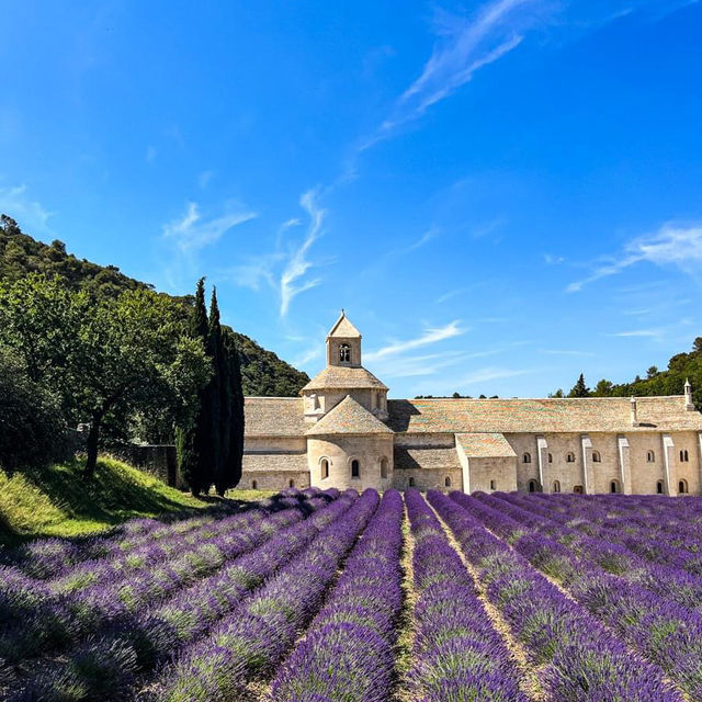 Lavender Fields of Provence: A Purple Paradise