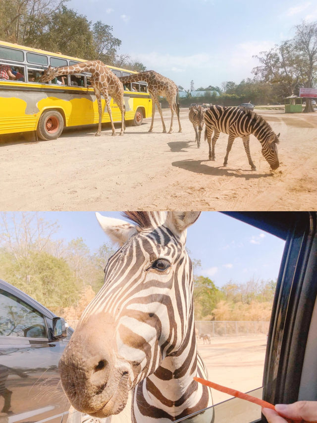 Safari Park Kanchanaburi  🦒🦁🦌