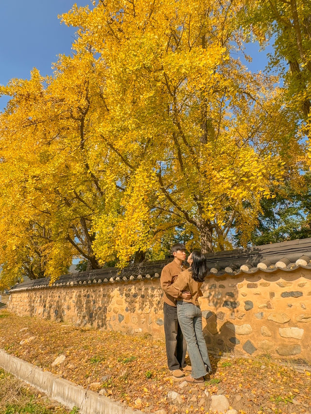 다가오는 가을에 꼭 가야하는 은행나무 명소 💛