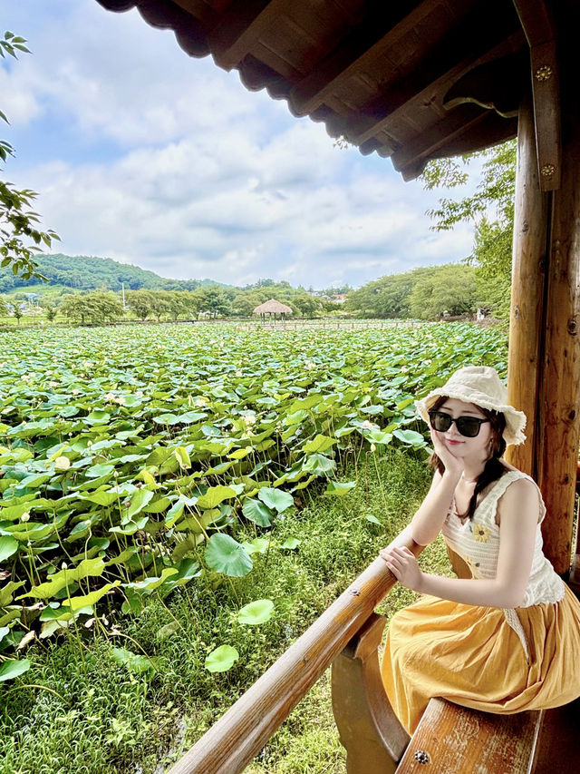 여름 대표꽃들에서 인생샷🌻🪷