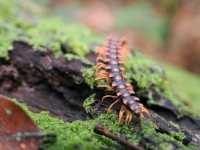 Kabili-Sepilok Forest Reserve