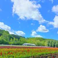 Lavender 🪻 field in Hokkaido!!