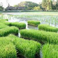 โรงแรมดุสิตธานี หัวหิน | รีสอร์ทหรูระดับ 5 ดาว