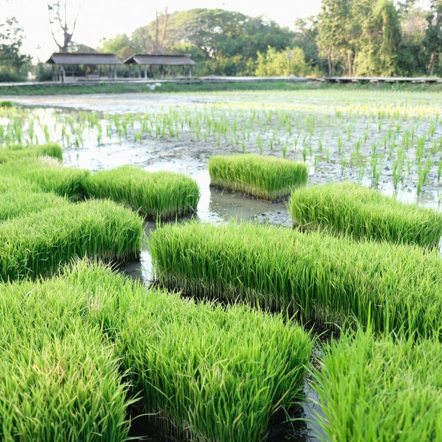 โรงแรมดุสิตธานี หัวหิน | รีสอร์ทหรูระดับ 5 ดาว
