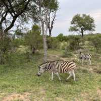 Kruger Safari: Wild Adventures and Epic Encounters