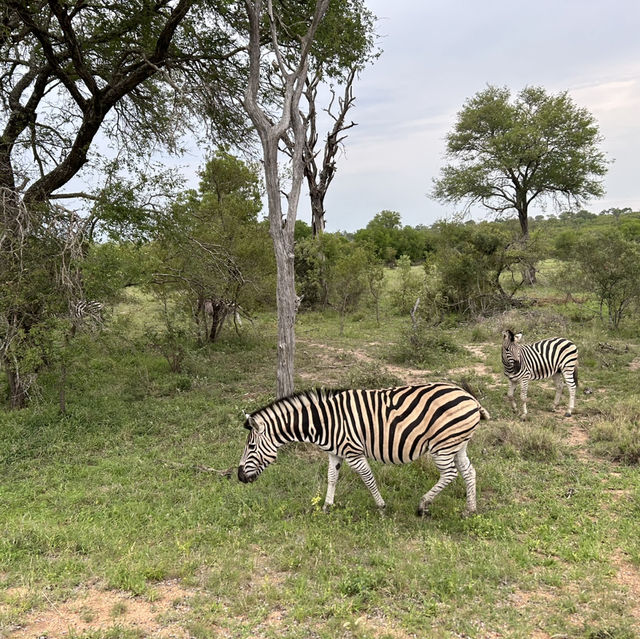Kruger Safari: Wild Adventures and Epic Encounters