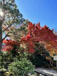 【京都嵐山】世界遺産天龍寺の紅葉✨ 曹源池庭園！
