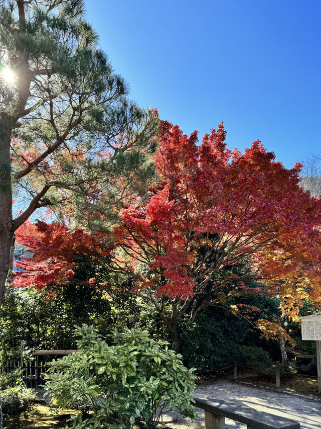 【京都嵐山】世界遺産天龍寺の紅葉✨ 曹源池庭園！
