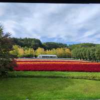 北海道之旅- 富良野富田農場/四季彩之丘