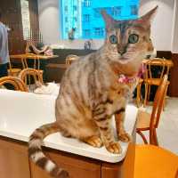 必去貓咪Cafe🥰 