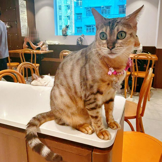 必去貓咪Cafe🥰 