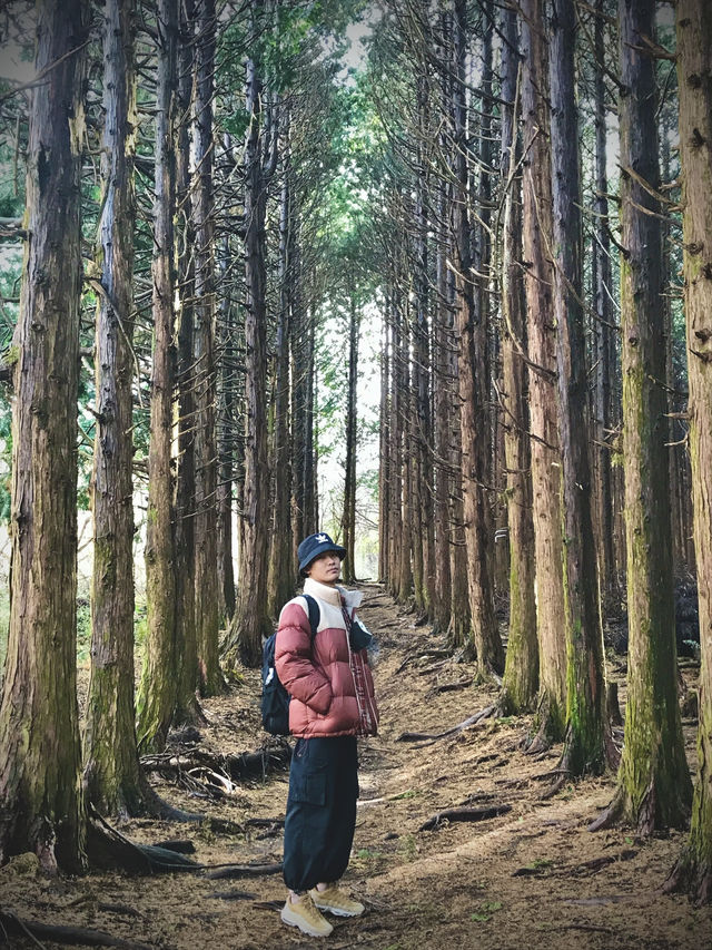 가을에 가장 멋진 제주도 비밀의 숲, 누구나 반할 거예요.