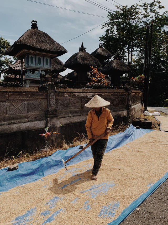 Discover the Serenity of Ubud’s Rice Fields 