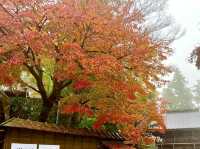 高尾山紅葉-寺廟、鳥居與紅葉融合，形成美麗的風景畫