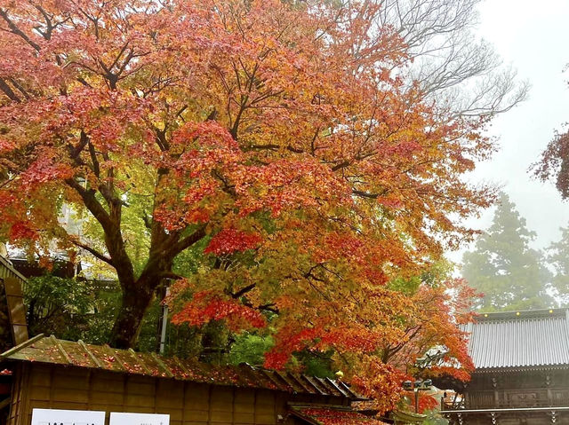 高尾山紅葉-寺廟、鳥居與紅葉融合，形成美麗的風景畫
