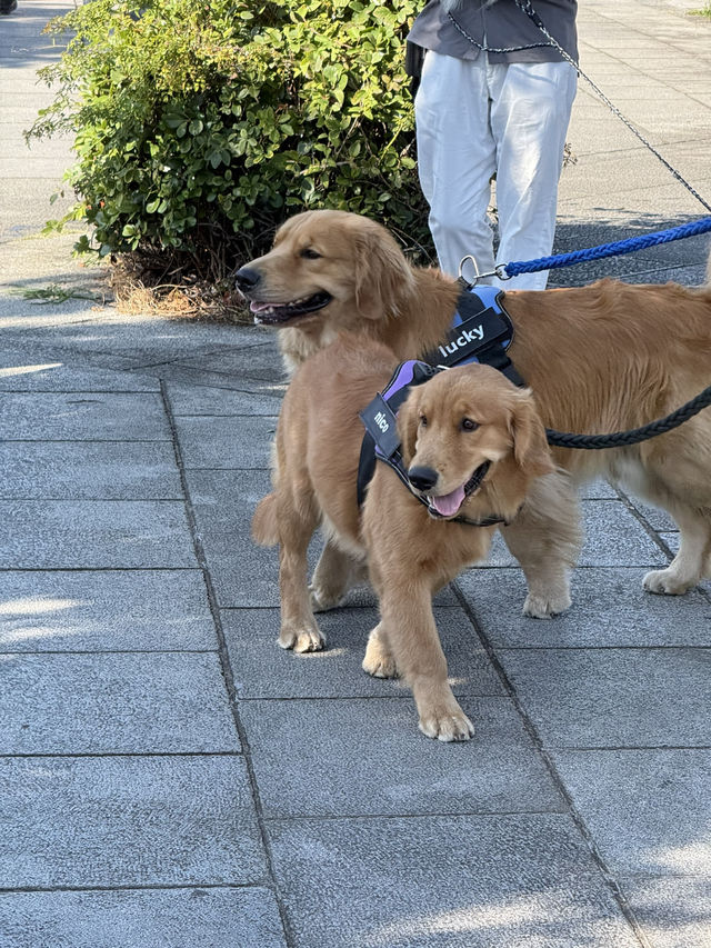 ワンちゃん達大集合のイベント！「BAY WALK MARKET 2024」