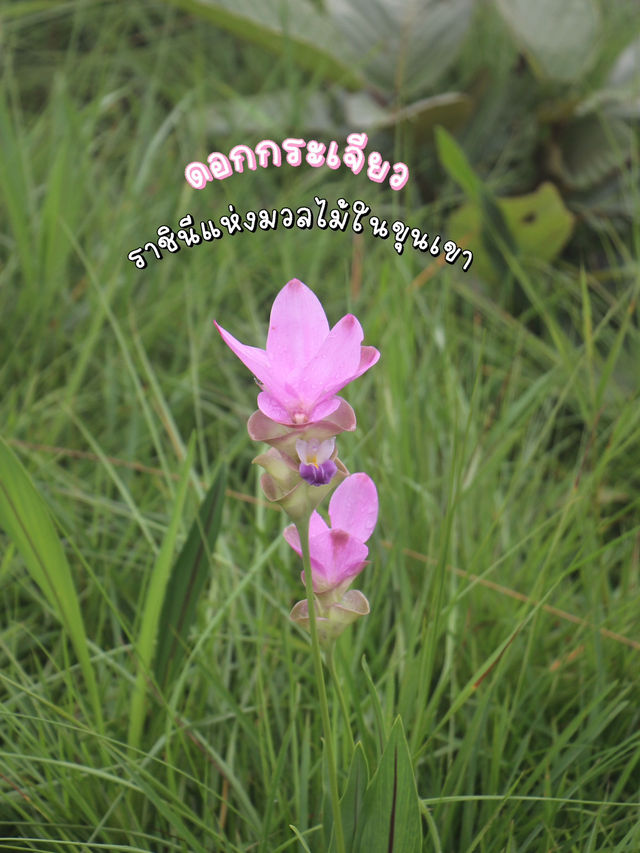 🌷เที่ยวชมทุ่งดอกกระเจียว จ.ชัยภูมิ