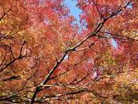 吞山觀音寺-紅葉融入觀音寺內，構成一幅美麗的畫卷
