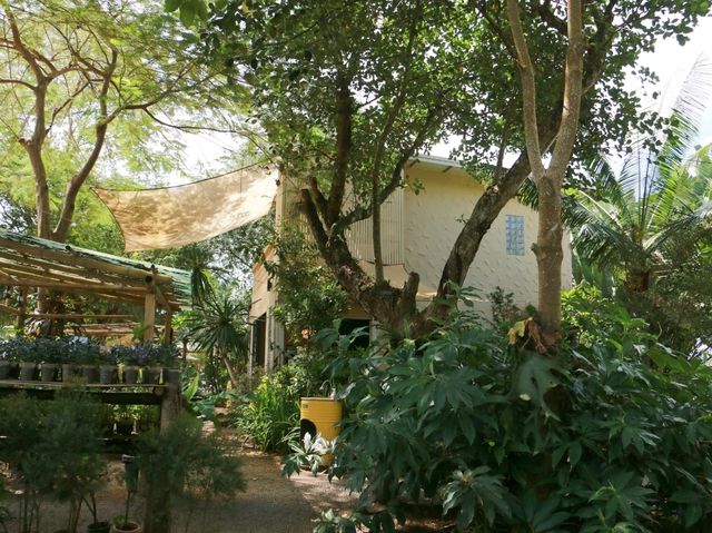 ทานข้าวโพดหวานที่ Cornily Corn farm